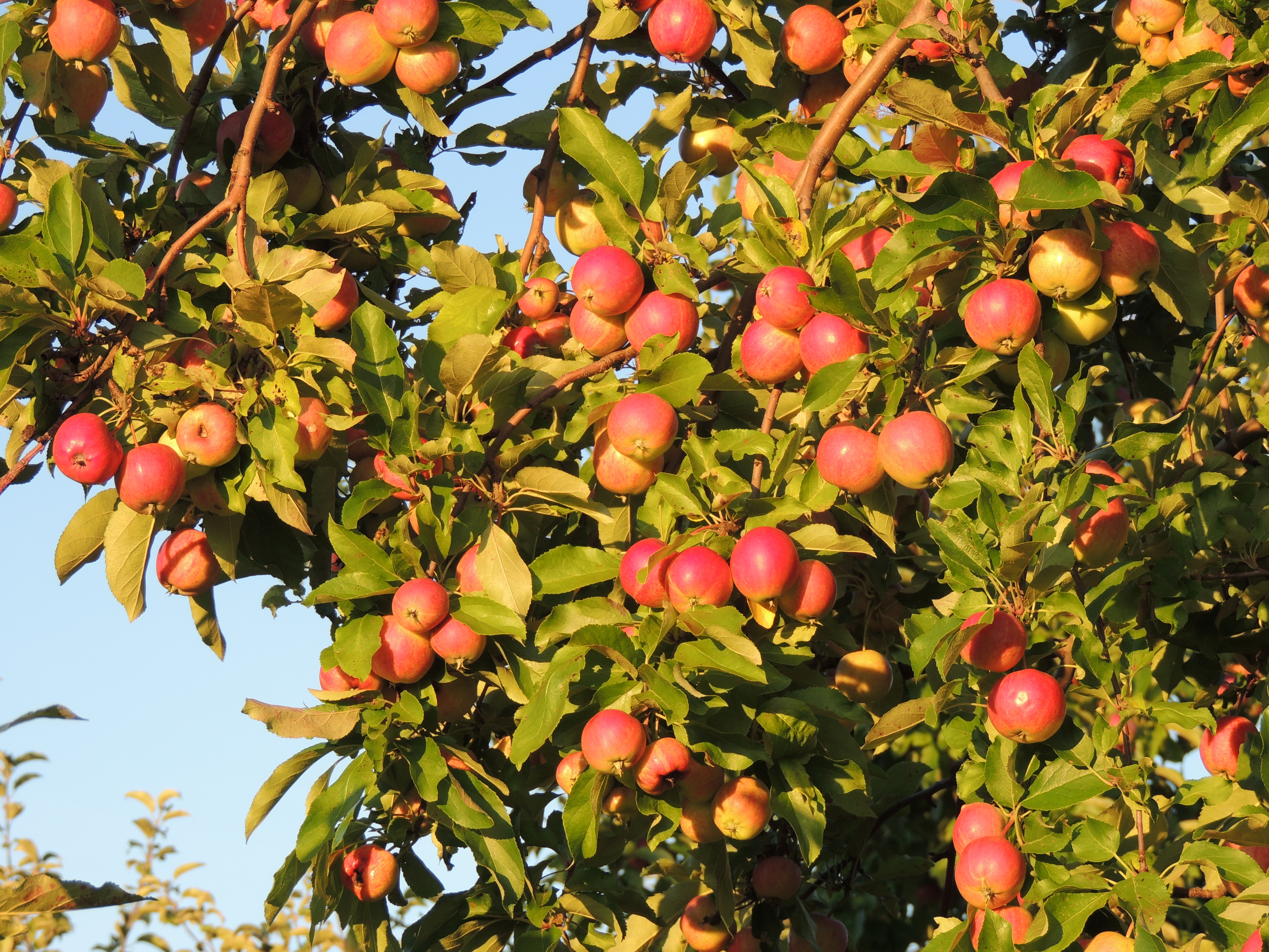 Tending and Cultivating: Brown's Poplar Ridge Orchard Organic