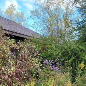 Plant Native for Habitat & Seasonal Decor