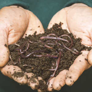 TICKET: Composting 101: Food Scraps, Yard Waste, & Wood – Oh My!