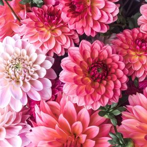 MEMBER TICKET: A Flower Lover’s Guide to Fall Sowing for a Spring Garden