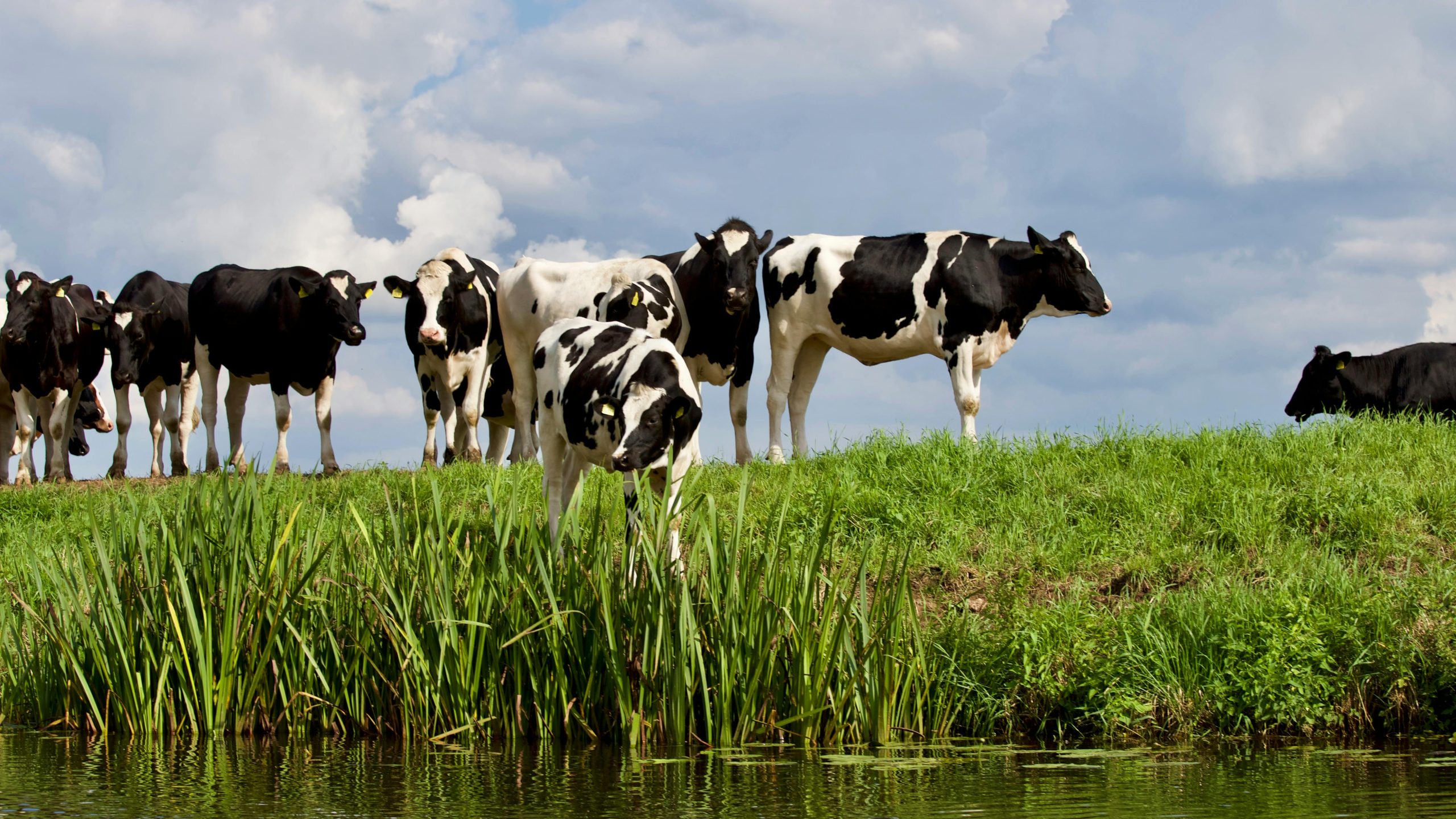 Sample Farmer’s Creamery