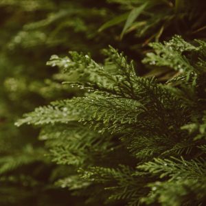 MEMBER TICKET: Winter Wreath Making